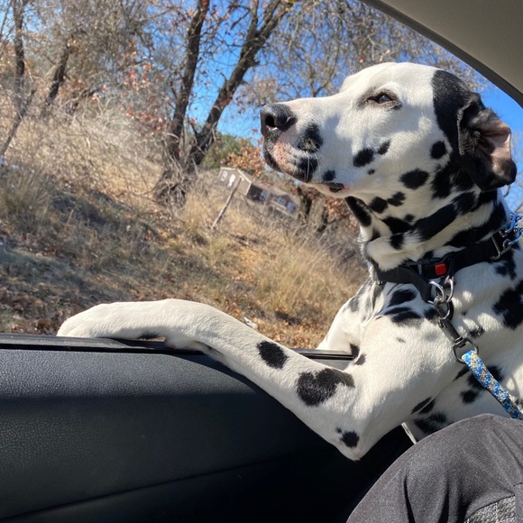 Meet your Posher, Esmeralda - Picture 1 of 1